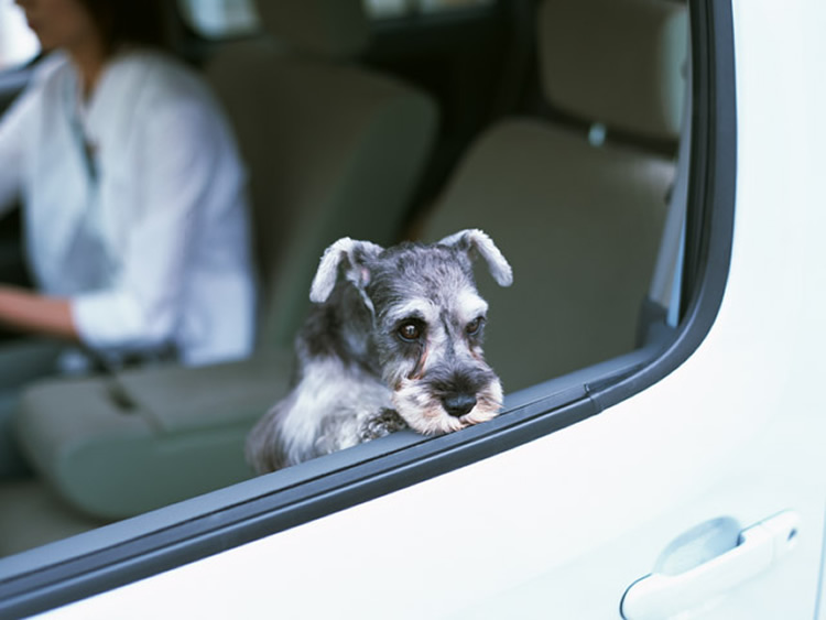 NPO法人Loco Foster　犬や猫の譲渡・支援