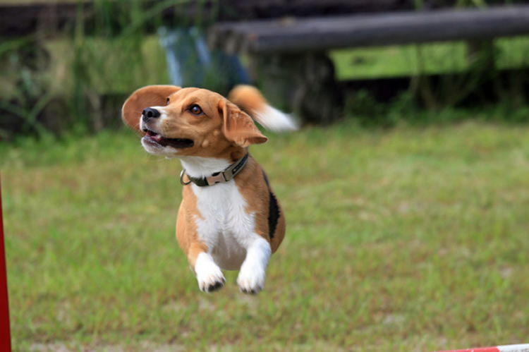 NPO法人Loco Foster　犬や猫の譲渡・支援